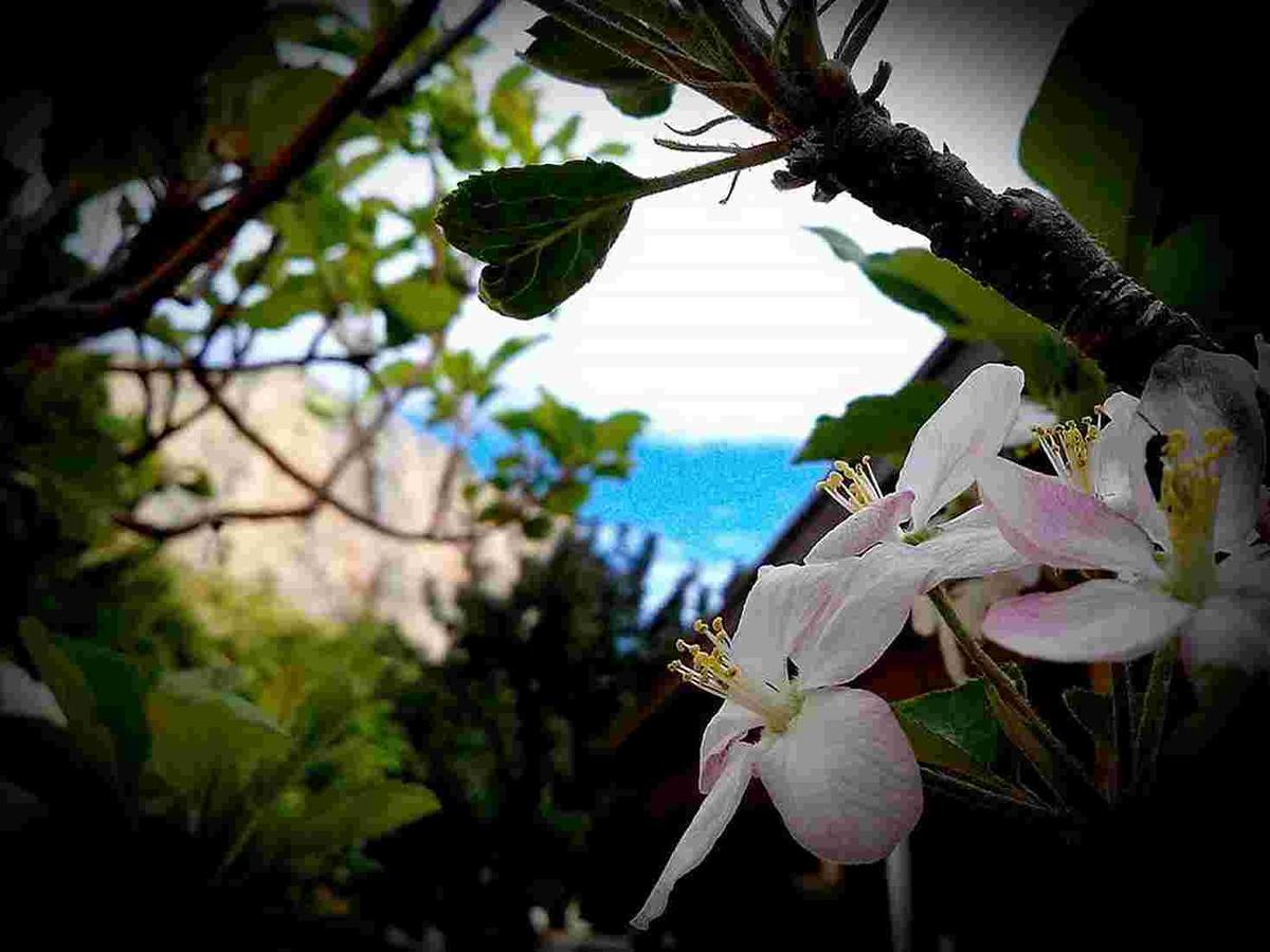 Villa Costa Sauci Σαν Βίτο λο Κάπο Εξωτερικό φωτογραφία